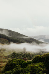 Panoramic view of forest with morning fog