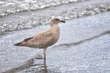 A young seagull walks along the ocean