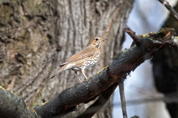 field thrush sits on a tree branch