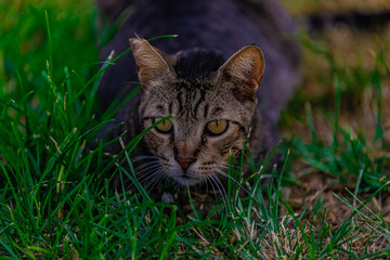 cat in grass