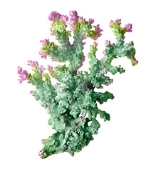 Coral isolated on white background © Dmitry