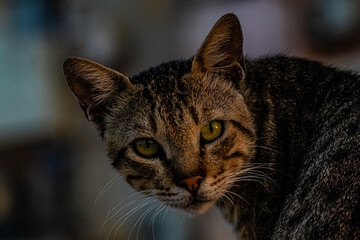 close up portrait of a cat