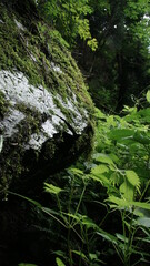 Obraz premium rocks in the forest