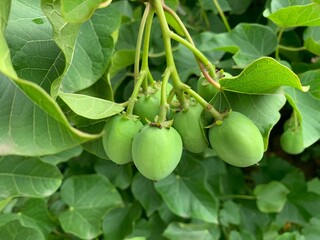 Physic nut, Purging nut or Barbadose nut (Jatropha curcas L.) agriculture farming, Vegetable oil...