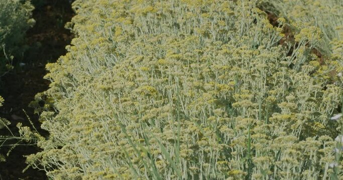 Immortelle field near Oklaj in Croatia