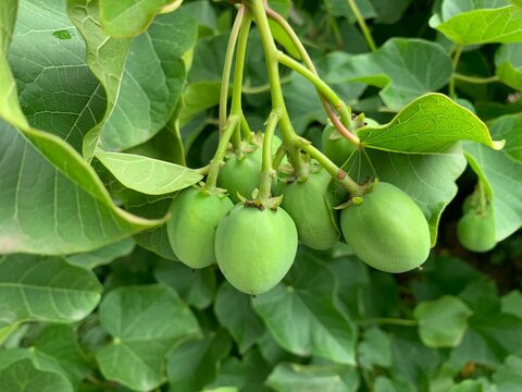 Physic nut, Purging nut or Barbadose nut (Jatropha curcas L.) agriculture farming, Vegetable oil refining, vegetable oil fuel. In Ayurveda, named as Dravanti and used as purgative.