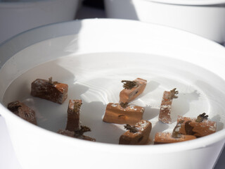 Cauliflower coral fragments (pocillopora darmicornis) glue on clay tiles. Use for coral restoration activity, Thailand.