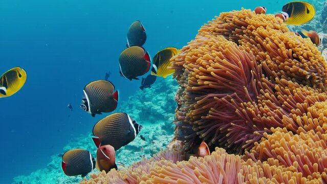 Fishes swim on the coral reef in the Maldives. Underwater scene of the marine creatures swimming around