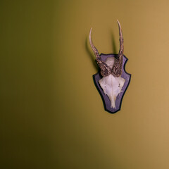 Deer antlers on a green background. Hangin on a wall lit by the sun.