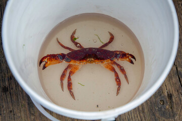 A crab in a bucket waiting for the inevitable