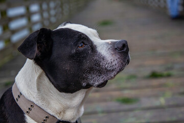 A black and whit pit bull mix