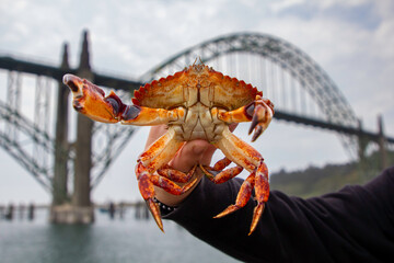 A freshly caught crab on the yaquina pier