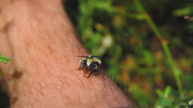 Bumblebee on man's leg. Field insects in contact with humans.