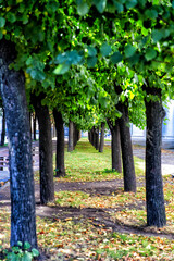 Fototapeta premium Alley in the summer park in the city center