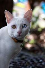 The portrait of a white cute cat with 2 different coloured eyes, looking for something.