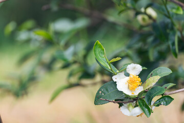 Green tea tree Flower fresh leaves in eco herbal farm. Tree tea plantations in morning sun light. Freshness herbal natural garden farmland. Drinking organic relax. Green tea tree in farm