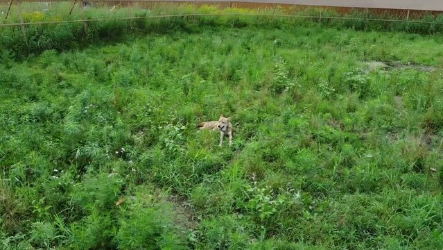 aerial view, wolves are among the grass, lie in dug holes, burrows. the camera circles around