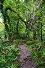 Obraz premium old trees and path in spring forest