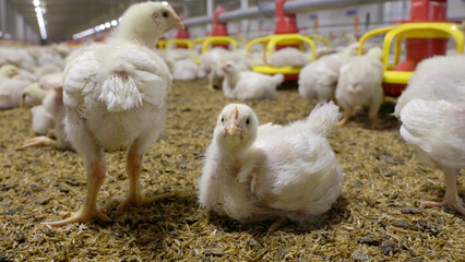 Poultry meat farming ,Chickens in close farm, temperature and light control , Thailand.