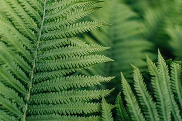 Fototapeta na wymiar green leafy ferns