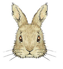 水彩うさぎ