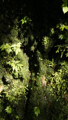 Fototapeta premium green moss on the rock