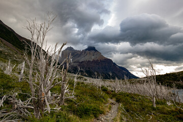 Bosque quemado, incendio 2011 en torres del paine
