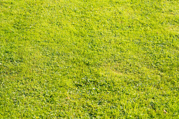 Green grass on a sunny day. Textured background. Wallpaper field.