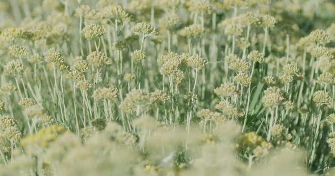 Immortelle field near Oklaj in Croatia