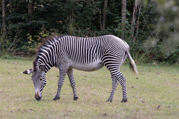 Zebra is a group of species in the horse family. Odense zoo,Denmark,Scandinavia,Europe
