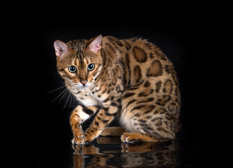 bengal cat in studio