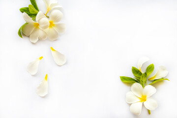 Obraz na płótnie Canvas white flowers frangipani local flora of asia arrangement flat lay postcard style on background white 