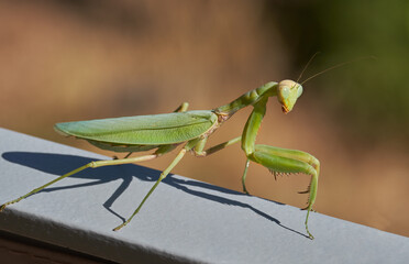 Gottesanbeterin, Mantis religiosa