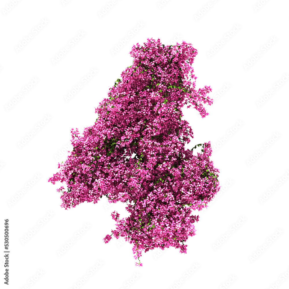 Poster 3d rendering of bougainvillea number isolated