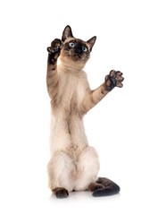 siamese cat in studio