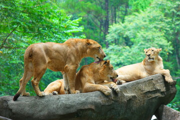 Naklejka na ściany i meble Group of female lions standing on the cliff