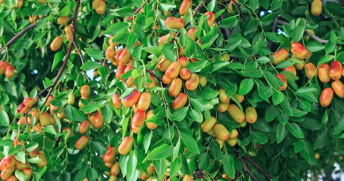 Sweet jujubes grow on jujube tree. Ripe date fruits in autumn season. 4K real time video.