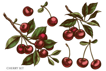 Gardening hand drawn vector illustrations collection. Colored cherry.