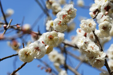 玉牡丹　梅の花