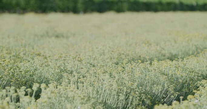 Immortelle field near Oklaj in Croatia