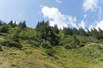 pine forest in the mountains, Dejani Valley, Fagaras Mountains, Romania 