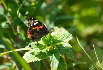 Red Admiral in natural surroundings. Insect close-up. Vanessa atalanta. Butterfly on a flower.
