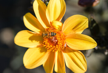 Bee collects nectar on a yellow dahlia flower.
