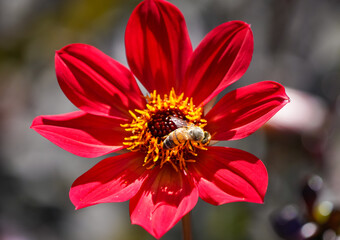 Bee collects nectar on a red dahlia flower.
