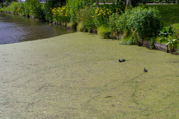 Dirty green toxic water contaminated with algae