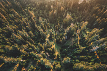 Naklejka na ściany i meble Aerial View Of Pine Forest At Sunset