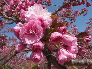 Cherry blossom trees in China