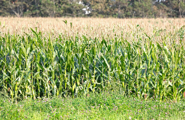 Field of fresh green corn plants