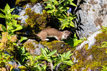 stoat in the forest