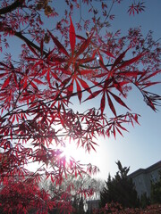 Japanese maple tree leaves in China